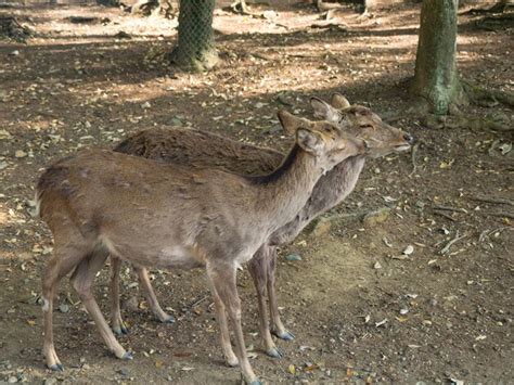 Premium Photo Wild Deer In Nara Park In Japan Deer Are Symbol Of