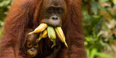 Dr Wildlife Fruit Makes Up About Of A Sumatran Orangutans