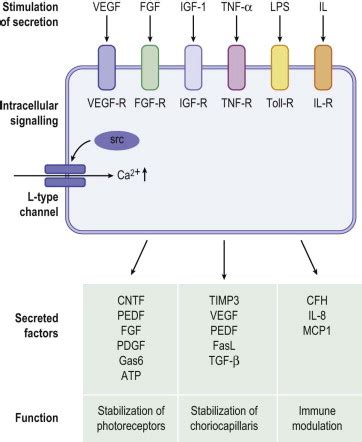 The Function of the Retinal Pigment Epithelium | Ento Key