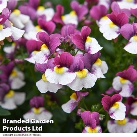 Nemesia Most Scented Melody Morello Ice Van Meuwen