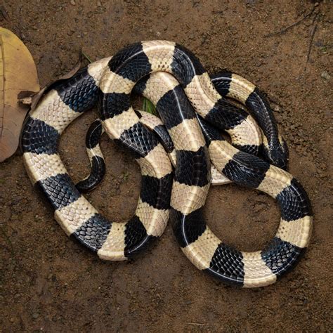Asia Snake Species — HongKongSnakeID.com
