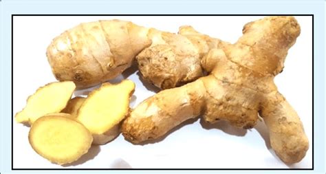 Rhizome Of Ginger