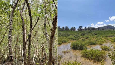 Philippines Is The Second Worst Asean Country For Mangrove Losses