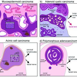 Salispheres Culture From Adult Salivary Glands A Single Cell