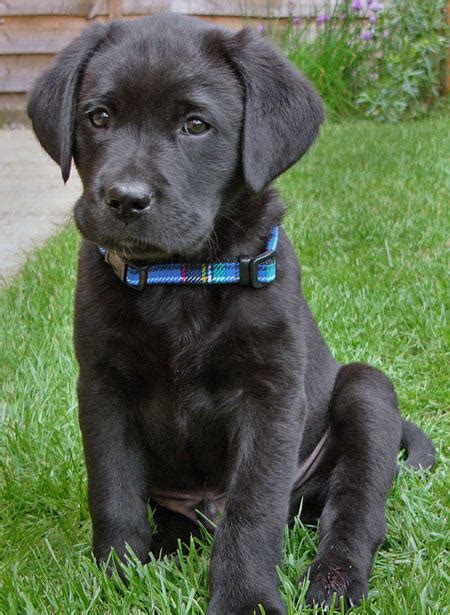 Retriever Labrador: Mini Labrador Retriever