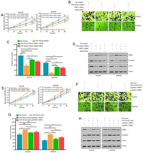 Biological Functions Exerted By MiR 18a 5p Are Dependent On The