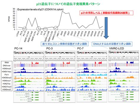 がんゲノム解析 鈴木穣研究室