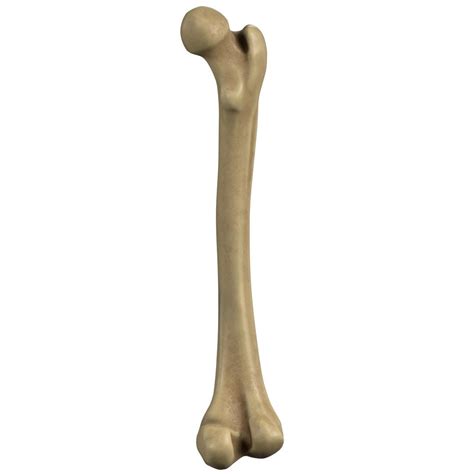 Femur, the largest bone in our body Diagram | Quizlet