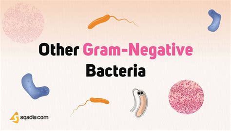 Other Gram-Negative Bacteria - Introduction