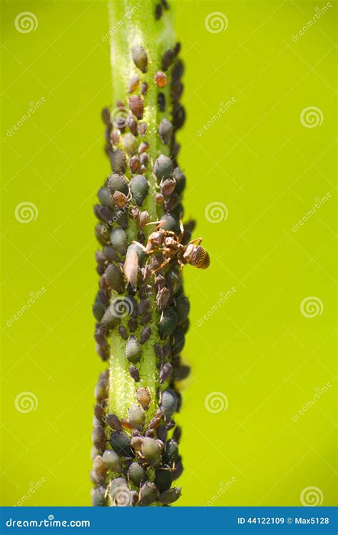 Symbiosis Farm Plant Louse and Ant Stock Image - Image of environment ...