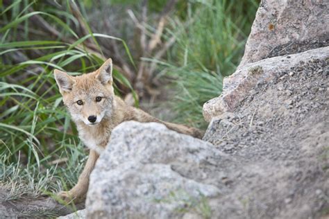 Curious Coyote Pup Cindy Goeddel Photography Llc