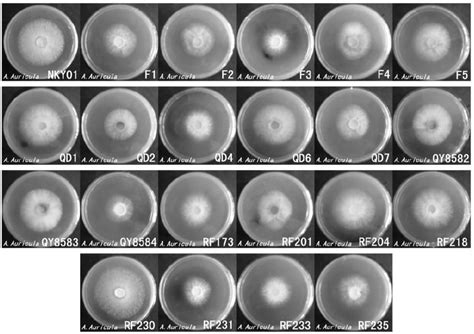 Mycelium Growth And Pigment Secretion Of A Auricula Strains In Pda