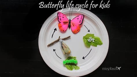 How To Make 3d Butterfly Life Cycle For Kids Metamorphosis Science