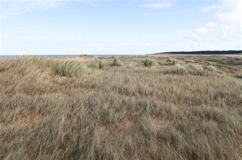 Growing Sand Dunes In Holkham Bay Hugh Venables Geograph Britain