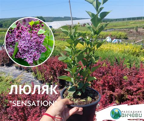 3 вида Люляк, които да засадите сега - Разсадник Манчеви