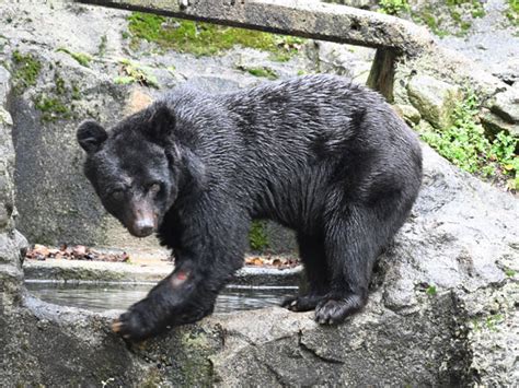 Ursus thibetanus japonicus / Japanese black bear in zoos