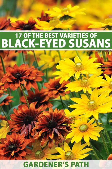 17 Of The Finest Black Eyed Susan Varieties Top Organic Gardening