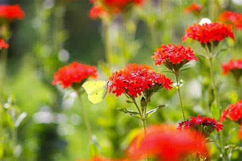 Outdoors A Blooming Lychnis Chalcedonica Plant Hosts A Common Brimstone