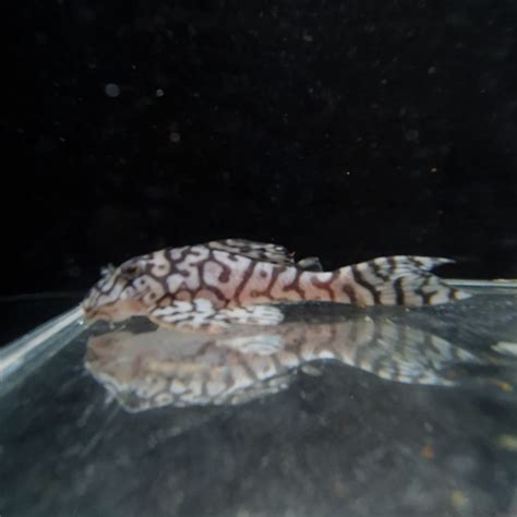 Hypancistrus Sp L236 High White Tank Bred Fast Professional Service