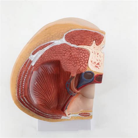 Female Vagina Anatomical Model Female Pelvic Section Model Life Size