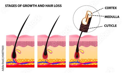 Hair Growth Phase Step By Step Stages Of The Hair Growth Cycle Anagen