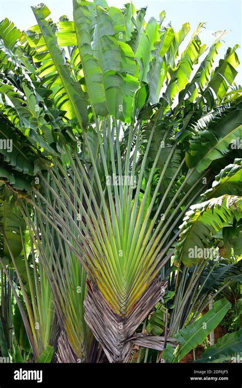 Big palm tree hi-res stock photography and images - Alamy