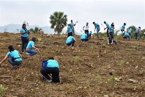 Empleados Grupo Popular siembran 860 caobas en Botánico de Santiago