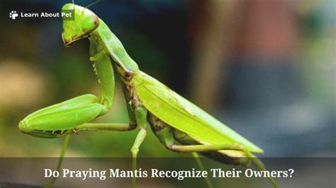 Do Praying Mantis Recognize Their Owners 7 Clear Facts