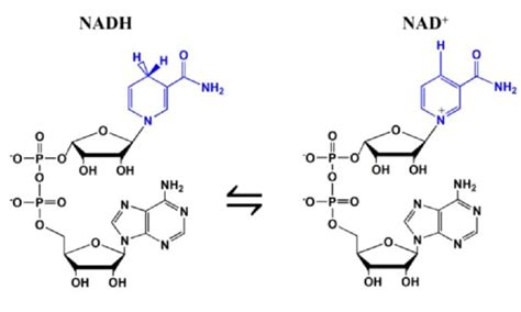 Il NADH Nicotinamide Adenin Dinucleotide Microbiologia Italia