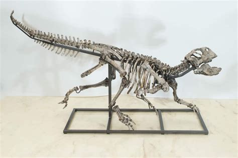 Articulated Skeleton Psittacosaurus 352480 Cm Catawiki