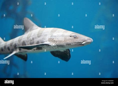 Leopard shark teeth hi-res stock photography and images - Alamy