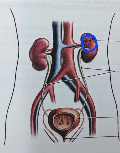 Urinary System Lab Flashcards Quizlet