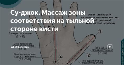 Су-джок. Массаж зоны соответствия на тыльной стороне кисти ...