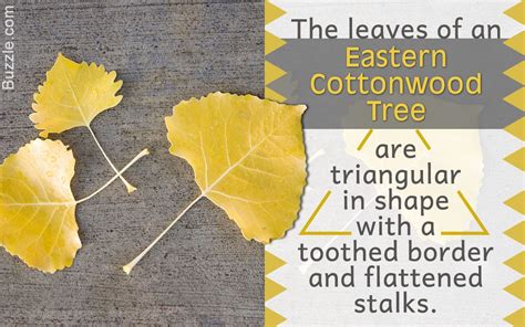 Factors to Remember for Cottonwood Tree Identification - Gardenerdy ...