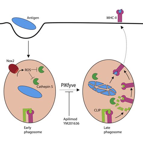 The Phosphoinositide Kinase Pikfyve Promotes Cathepsin S Mediated Major