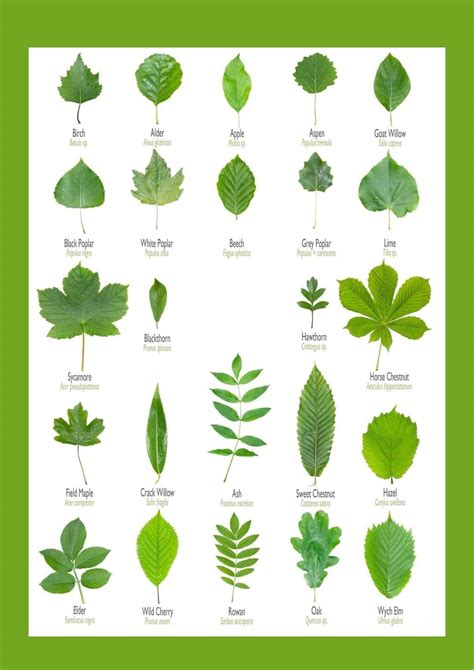 Free Printable Tree Leaf Identification Charts Pdf Infographic