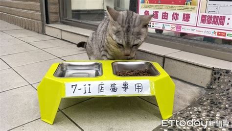 超友善商店！收編同胎「浪貓→店貓」 準備雙碗貓盆餵飼料 Ettoday寵物雲 Ettoday新聞雲