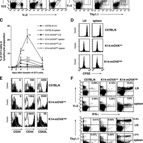 In K Mova Low Tg Mice Ot I Cells Did Not Show A Fully Activated