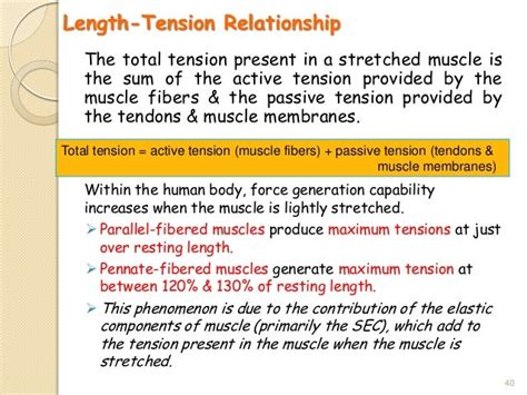 Muscular System Our Muscle