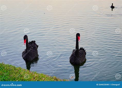 Black Swan In Lake Morton At City Center Of Lakeland Stock Photo