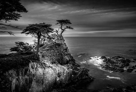 Lone Cypress Tree Carmel By The Sea Ca Award Winner Etsy