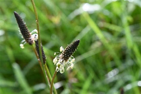 Nature Gérard Daviaud Flickr