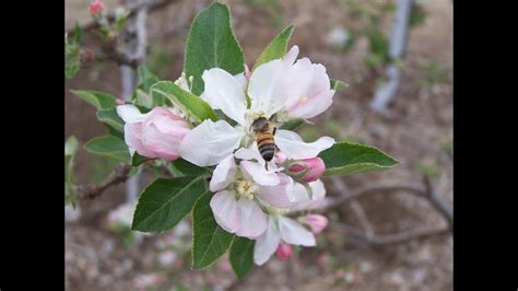 Flowers To Plant With Apple Trees Back Gardener