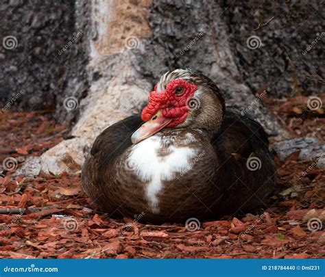 Male Muscovy Duck Standing On Lake Shoreline Stock Photo