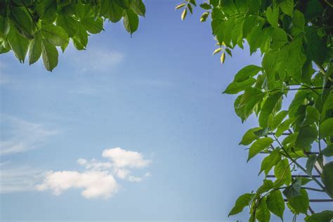 Free Images Tree Branch Sky Sunlight Leaf Flower Green