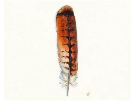 Red Tailed Hawk Art Watercolor Hawk Feather Redtail Hawk Feather Red