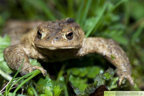 Le Crapaud Commun Bufo Bufo