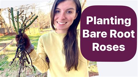 How To Plant Bare Root Roses Youtube