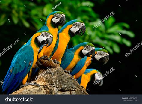 Many Blueandyellow Ara Ararauna Blueandgold Macaws Stock Photo