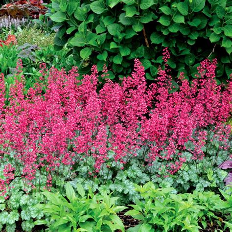 Heuchera CITY™ Collection | TERRA NOVA® Nurseries, Inc.